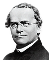 Mendel.png