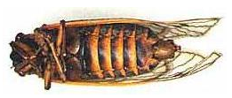 Cicada